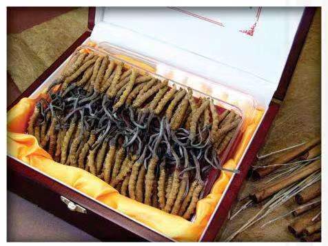 乐业冬虫夏草回收